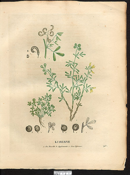 File:Medicago species 2—La flore et la pomone françaises.jpg