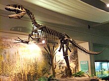 Megalosaurus, World Museum Liverpool (2).JPG