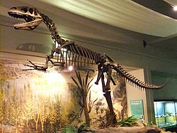 Megalosaurus, Monda Muzeo Liverpool (2).JPG