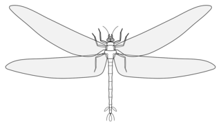 <i>Meganeuropsis</i> Extinct genus of dragonfly-like insects