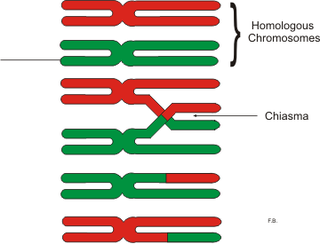 <span class="mw-page-title-main">Chiasma (genetics)</span> Point of contact among homologous chromosomes