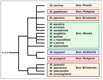 Cladogramma del genere