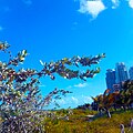 Miami Beach - Sand Dunes Flora - Silver Buttonwood Trees and Buildings.jpg