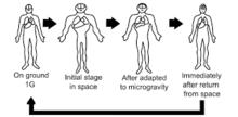 The effects of microgravity can be seen in the human body, beginning with a shift upwards in fluid, called the cephalad fluid shift. This can also cause other muscle and bodily disorientation as well. Microgravity.png