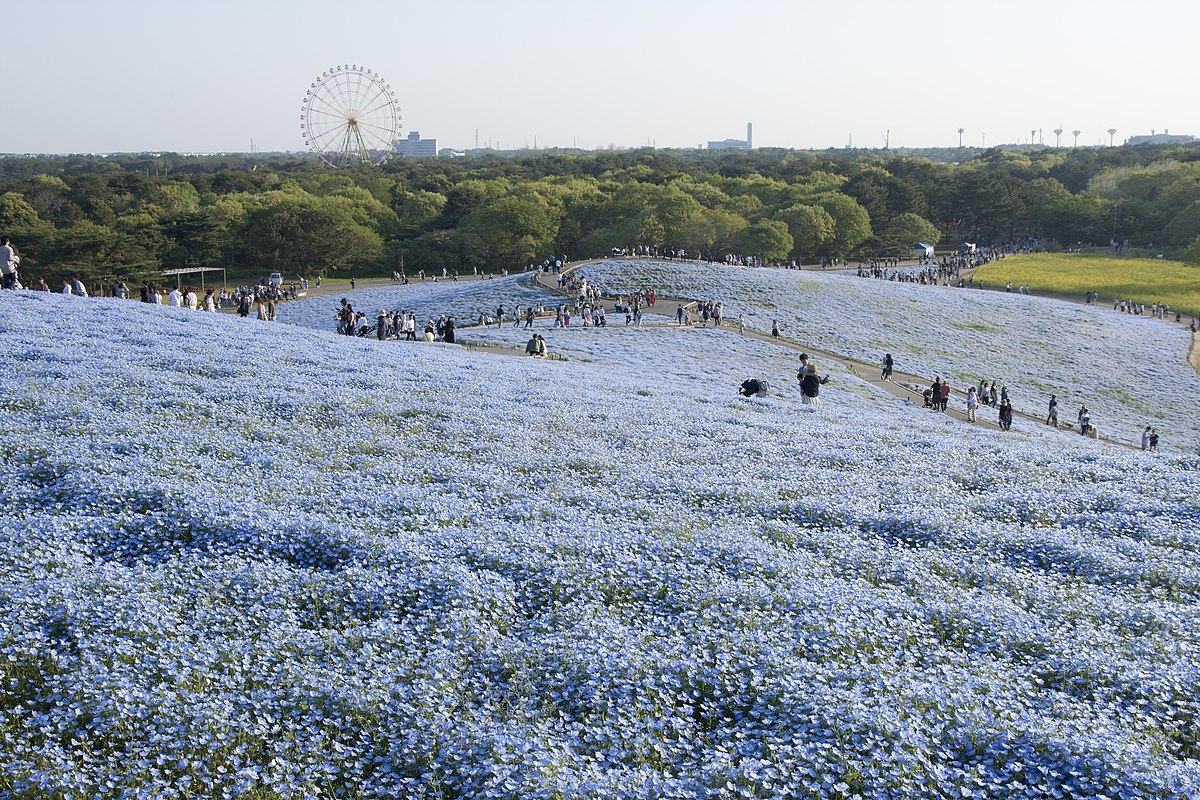 File:Miharashino Oka (Hitachi Seaside Park) 17.jpg - Wikimedia 