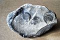 Mimachlamys cretosa flint fossile