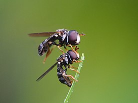 Mini Hoverfly