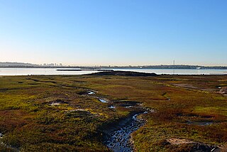 <span class="mw-page-title-main">California coastal salt marsh</span>