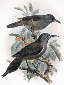 Adult and juvenile Moho braccatus Moho braccatus.jpg