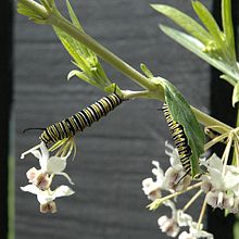 Monarch butterfly caterpillars feeding on milkweed leaves Monarch Butterfly Caterpillars.JPG