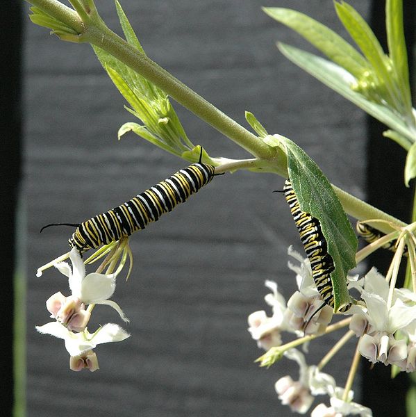 File:Monarch Butterfly Caterpillars.JPG