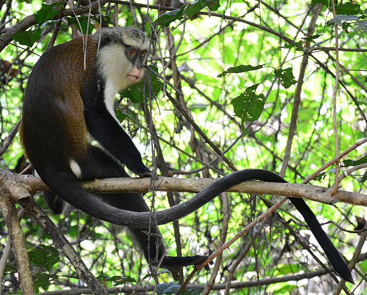 File:Monkey On Tree 03.jpg
