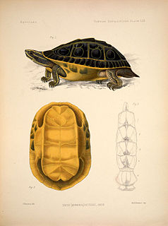 Indian eyed turtle