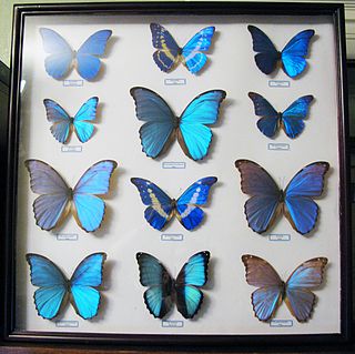 <span class="mw-page-title-main">Morphinae</span> Subfamily of butterfly family Nymphalidae