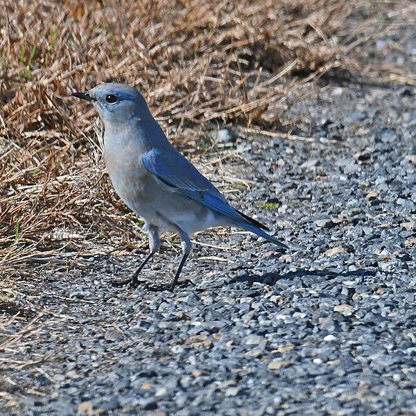 File:Mountain bluebird swan harbor 11.10.20 DSC 2681.jpg