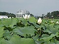 Muan Lake.jpg