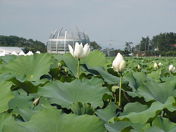 Lake in Muan with a Lotus-shaped building.