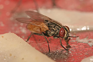 <span class="mw-page-title-main">Muscidae</span> Family of flies