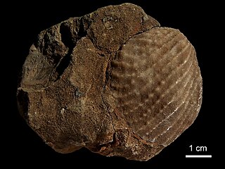 <i>Myophorella</i> genus of molluscs (fossil)