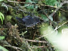 Myornis senilis - Пепельный Tapaculo.jpg