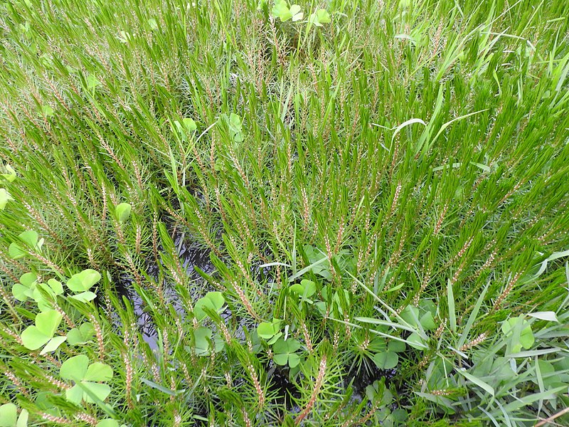 File:Myriophyllum alternifolium-1-yelagiri-vellore-India.jpg