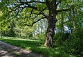 * Nomination Pedunculate oak (Quercus robur) Kematen/ Krems, natural monument Upper Austria --Isiwal 08:27, 17 May 2015 (UTC) * Promotion Good quality. --Hubertl 09:25, 17 May 2015 (UTC)