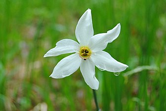 Narcisă (Narcissus poeticus) în Poiana Narciselor, județul Brașov.JPG