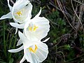 Fiori di Narcissus cantabricus