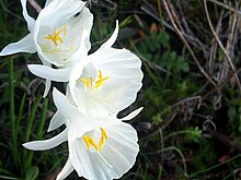 Narcissus cantabricus Nahaufnahme5 DehesaBoyalPuertollano.jpg