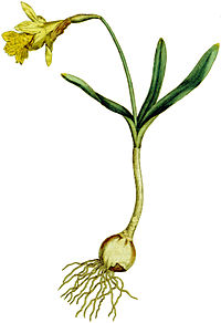 Plate 6 Narcissus minor