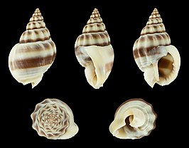 Nassarius stolatus