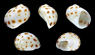 <i>Naticarius onca</i> species of mollusc