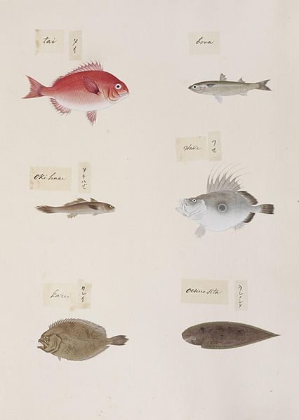 File:Naturalis Biodiversity Center - RMNH.ART.317-Paralichthys olivaceus-Cynoglossus joyneri-Zenopsis nebulosa-Pagrus cf. major-Mugil cephalus-indet.-Kawahara Keiga-1823-1829-Siebold Collection-pencil drawing-water colour.jpeg