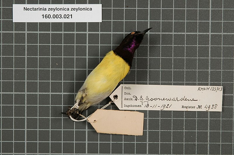 File:Naturalis Biodiversity Center - RMNH.AVES.133713 2 - Nectarinia zeylonica zeylonica (Linnaeus, 1766) - Nectariniidae - bird skin specimen.jpeg