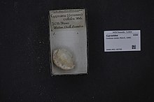 Naturalis биоалуантүрлілік орталығы - RMNH.MOL.182760 - Оватипса колобасы (Мелвилл, 1888) - Cypraeidae - Mollusc shell.jpeg