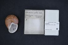 Центр биоразнообразия Naturalis - RMNH.MOL.274200 - Oligospira polei (Collet, 1899) - Acavidae - Mollusc shell.jpeg