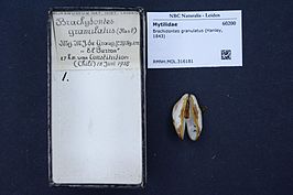 Brachidontes granulatus