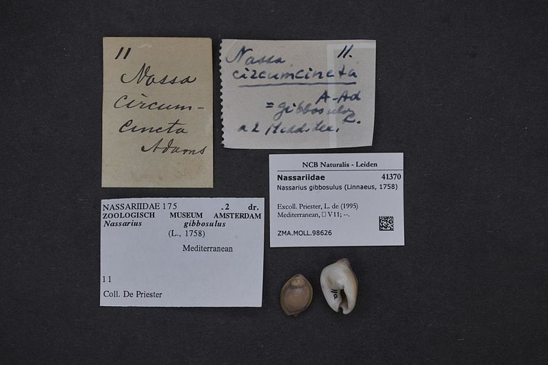 File:Naturalis Biodiversity Center - ZMA.MOLL.98626 - Nassarius gibbosulus (Linnaeus, 1758) - Nassariidae - Mollusc shell.jpeg