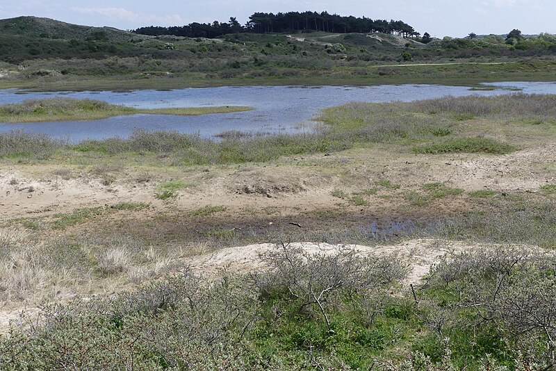 File:Natuur in duingebied Zuid-Kennemerland P1140559.jpg