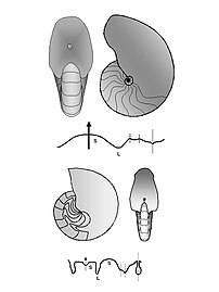 Decorso della linea di sutura in generi recenti di nautiloidi. In alto Nautilus (Oligocene-Attuale) e in basso Aturia (Paleocene-Miocene). Sono rappresentati per i due generi: un esemplare completo (con camera di abitazione) in veduta laterale, un fragmocono in veduta ventrale (visibile la posizione del foro sifonale sull'ultimo setto, centrale in Nautilus e sub-dorsale in Aturia), e infine il tracciamento completo della sutura (anche la parte dorsale, normalmente non visibile perché ricoperta dai giri interni). Sono indicati i lobi e le selle principali. La freccia (posta sulla parte ventrale della sutura) indica la direzione dell'apertura; sono rappresentate anche la linea dorsale mediana (linea tratteggiata più lunga) e le linee (tratteggiate brevi) che indicano l'intersezione della sutura con l'area ombelicale.