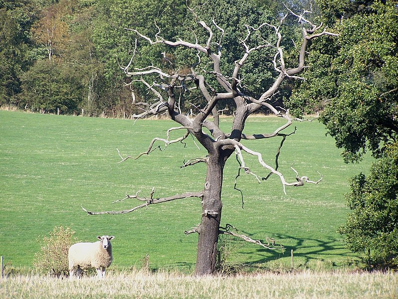 File:Near Hints Farm - geograph.org.uk - 2650732.jpg