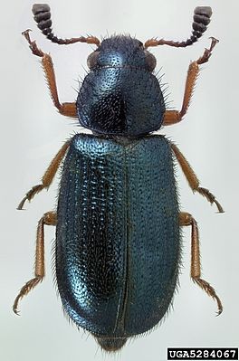 Necrobia rufipes