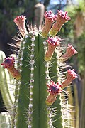 Neobuxbaumia euphorbioides - Adelaide Botanic Gardens.jpg