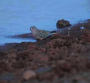 Bourke's Parrot (Neopsephotus bourkii), Northern Territory, Australia