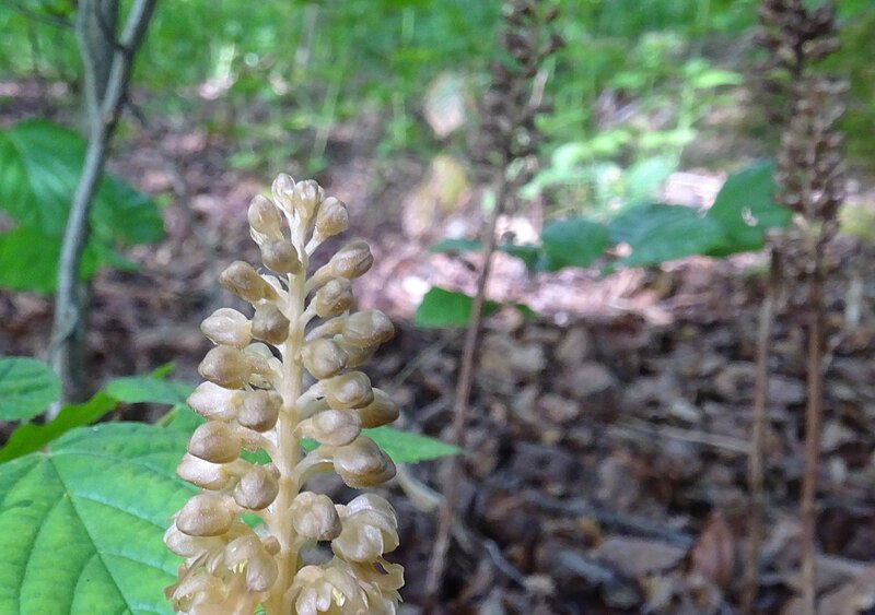 File:Neottia nidus-avis, Bird's-nest orchids. Lainshaw Woods, Stewarton, Scotland.jpg