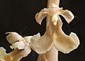 Hlístník hnízdák – detail květu