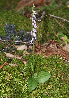 <i>Ponerorchis cucullata</i> Species of plant