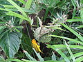 Ploceus castaneiceps gradi gnijezdo, New York, Central Park