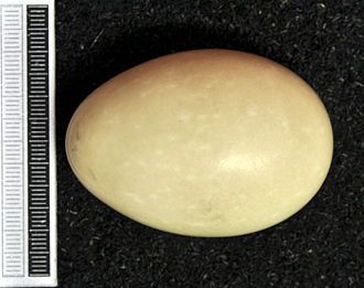 Egg, collection Museum Wiesbaden Netta rufina MWNH 1006.JPG