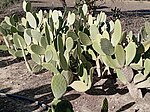 Thumbnail for File:Nopal de Castilla, Opuntia ficus-indica DHGT 01.jpg